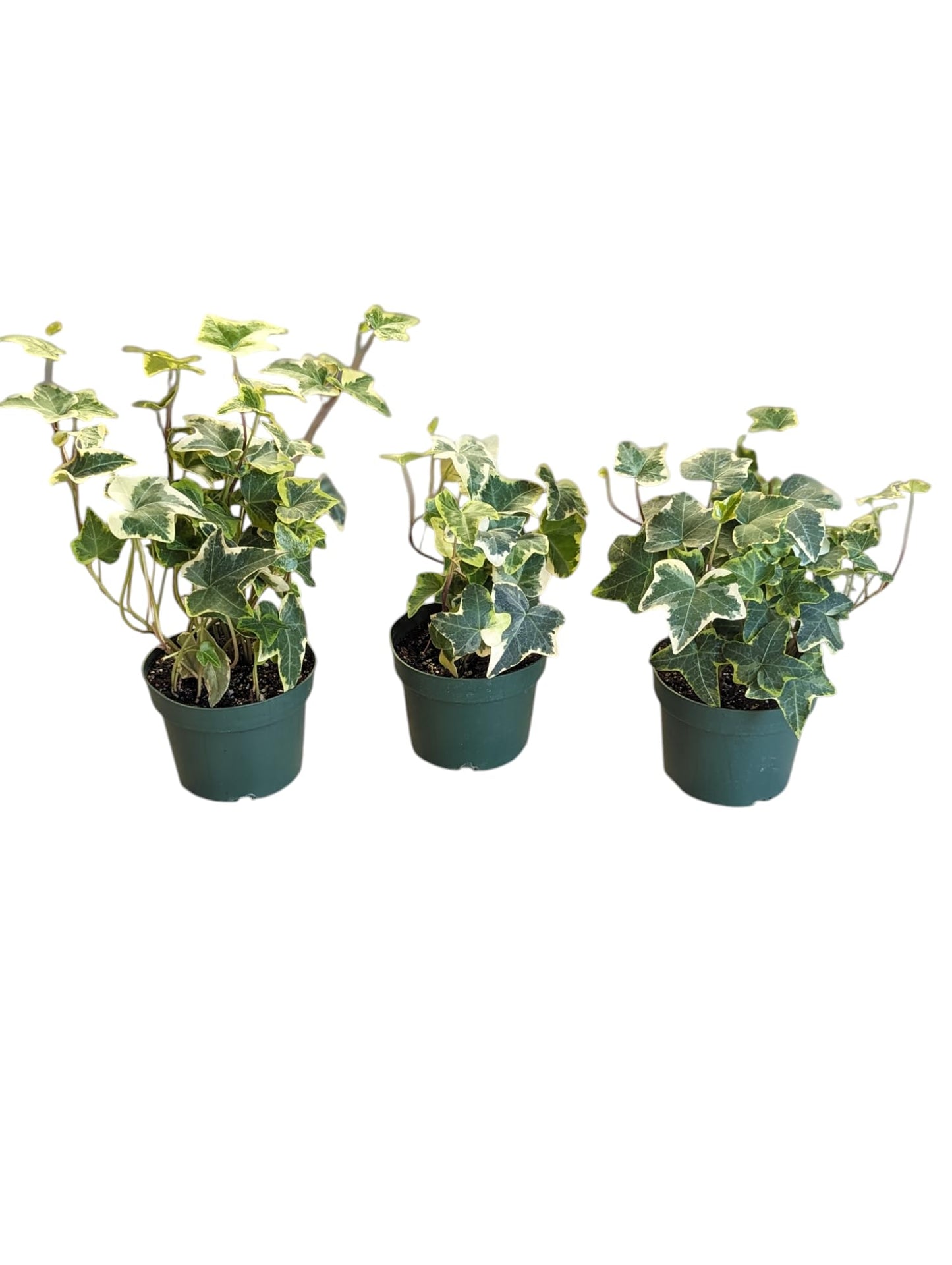 Gold Child English Ivy Plants, 3-Pack, 4" Pots