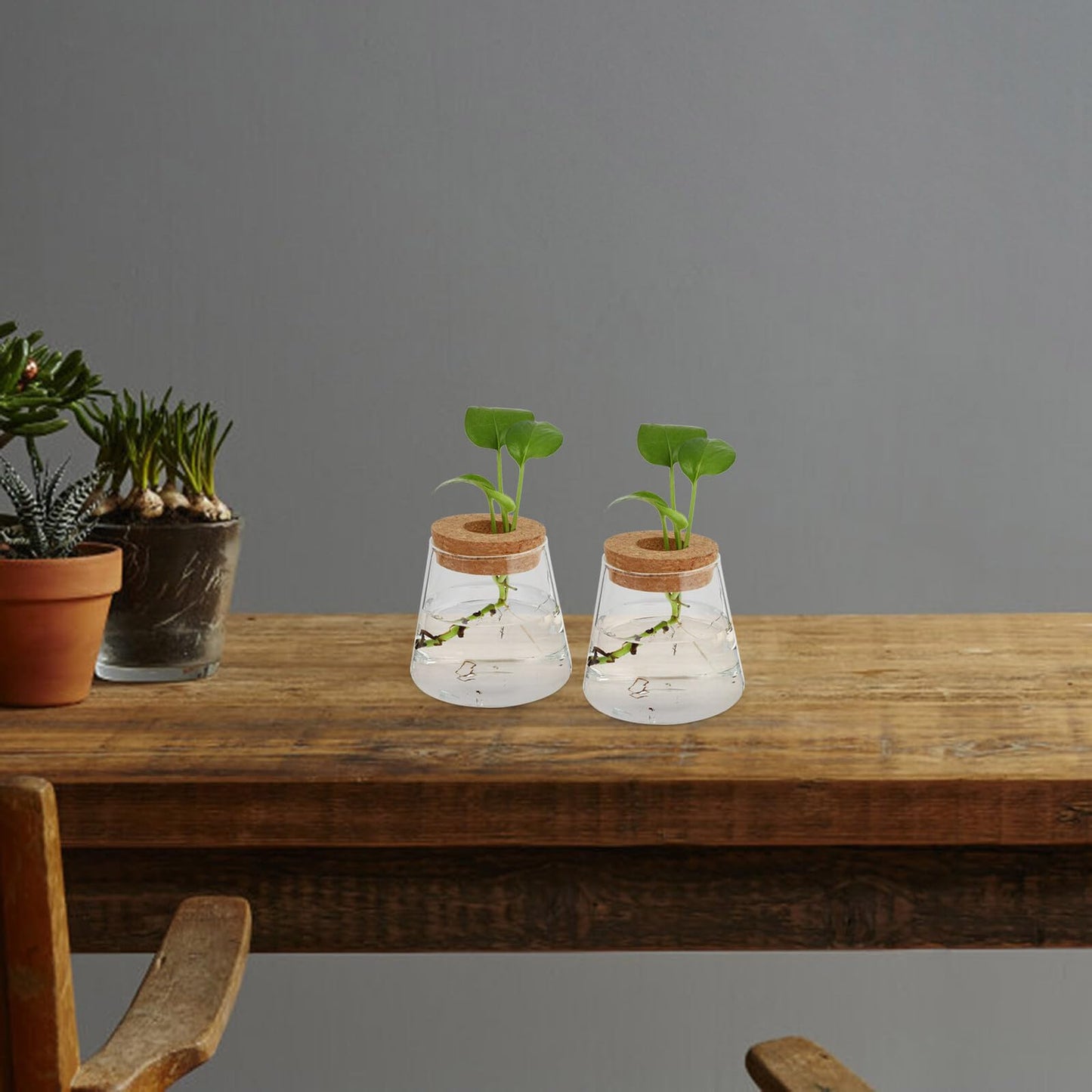 GRIRIW 2pcs Hydroponic Plants Vase Glass Planter Small Desktop Terrarium Container for Water Plant Propagation Home Office Décor