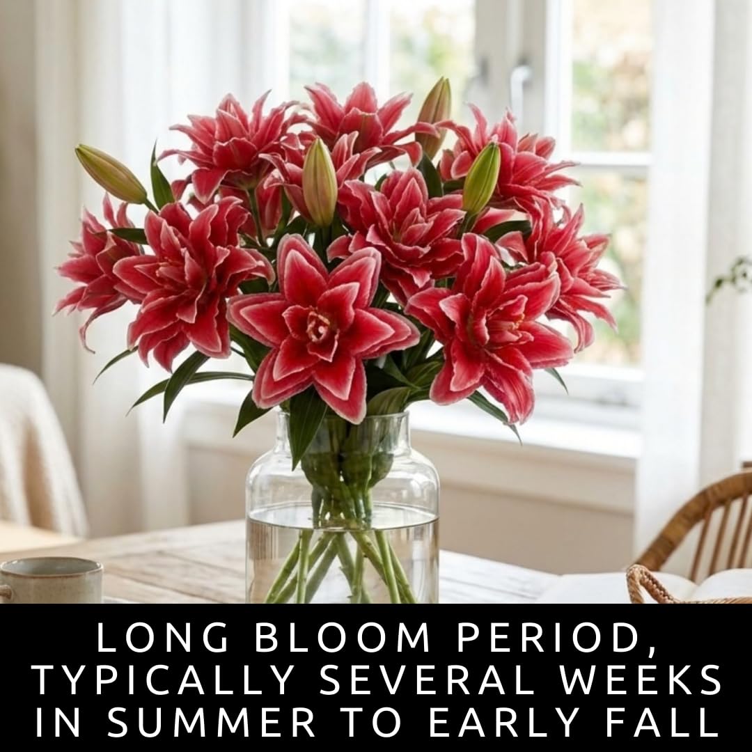Red Roselily Double Oriental Lily Bulbs – Fragrant, Pollen-Free, Fully Double Blooms – Premium Perennial Flower for Garden Beds & Cut Arrangements (3 Bulbs)
