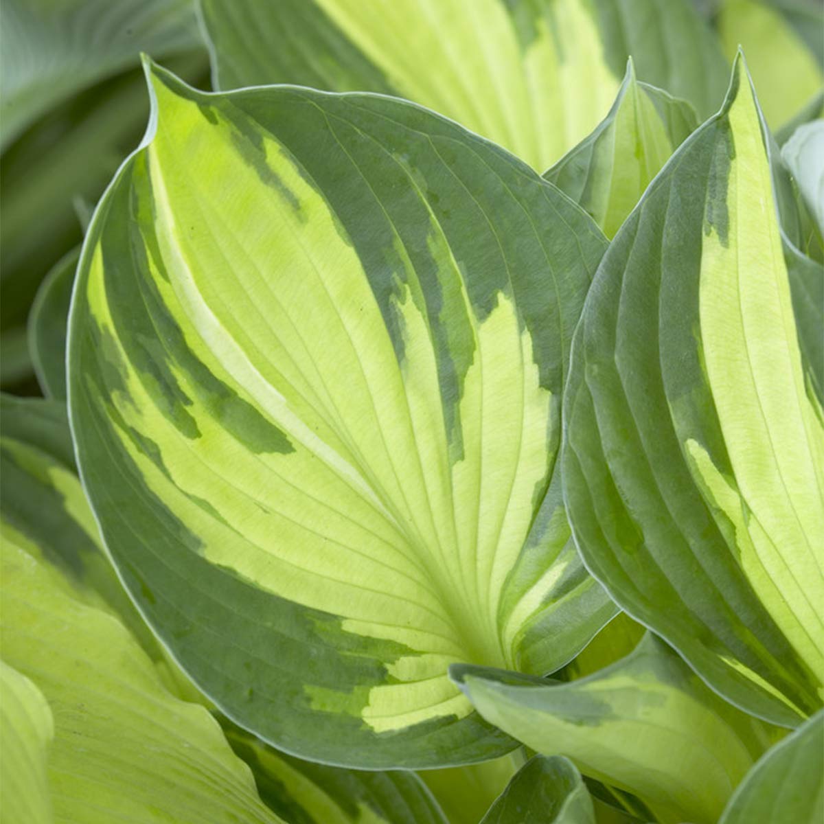 Van Zyverden Hosta Whirlwind Set of 3 Roots