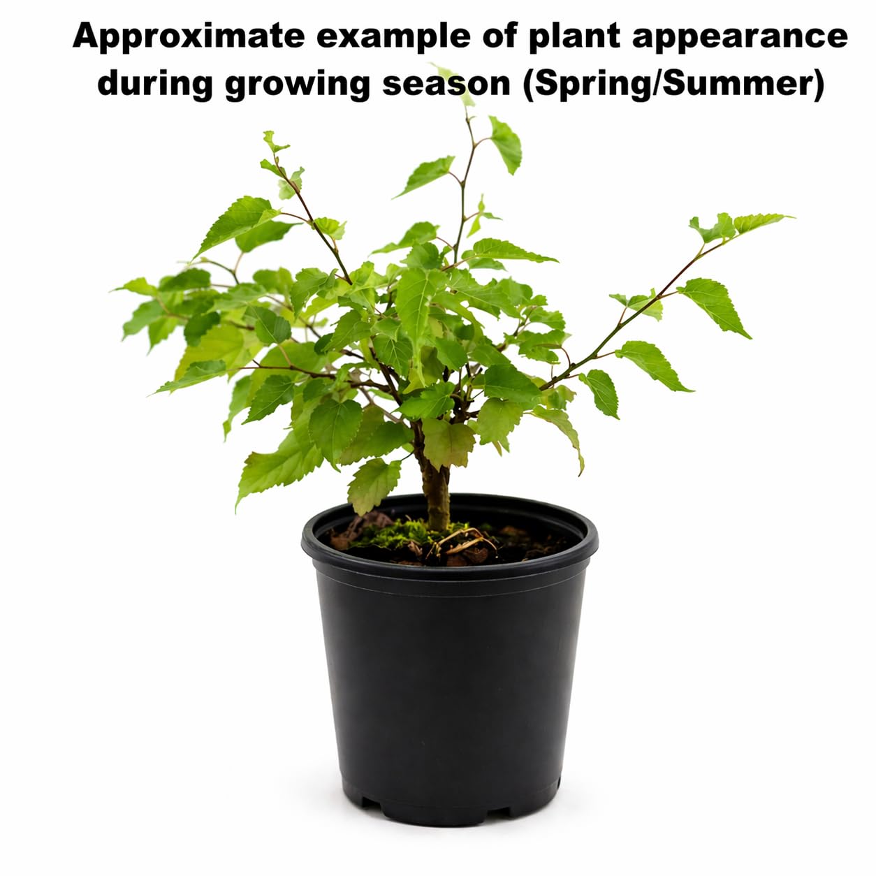 Dwarf Mojo Berry Mulberry Bush - 10-14" Tall Live Plant - Gallon Pot - Compact Container Fruit Shrub - Morus rotundiloba 'Mojo Berry'