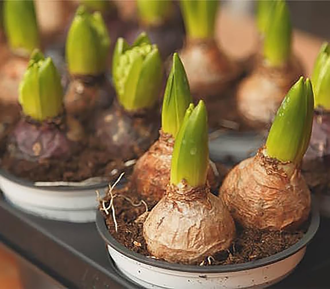 5 Delft Blue Hyacinth Bare Root Bulbs Bulbs Only