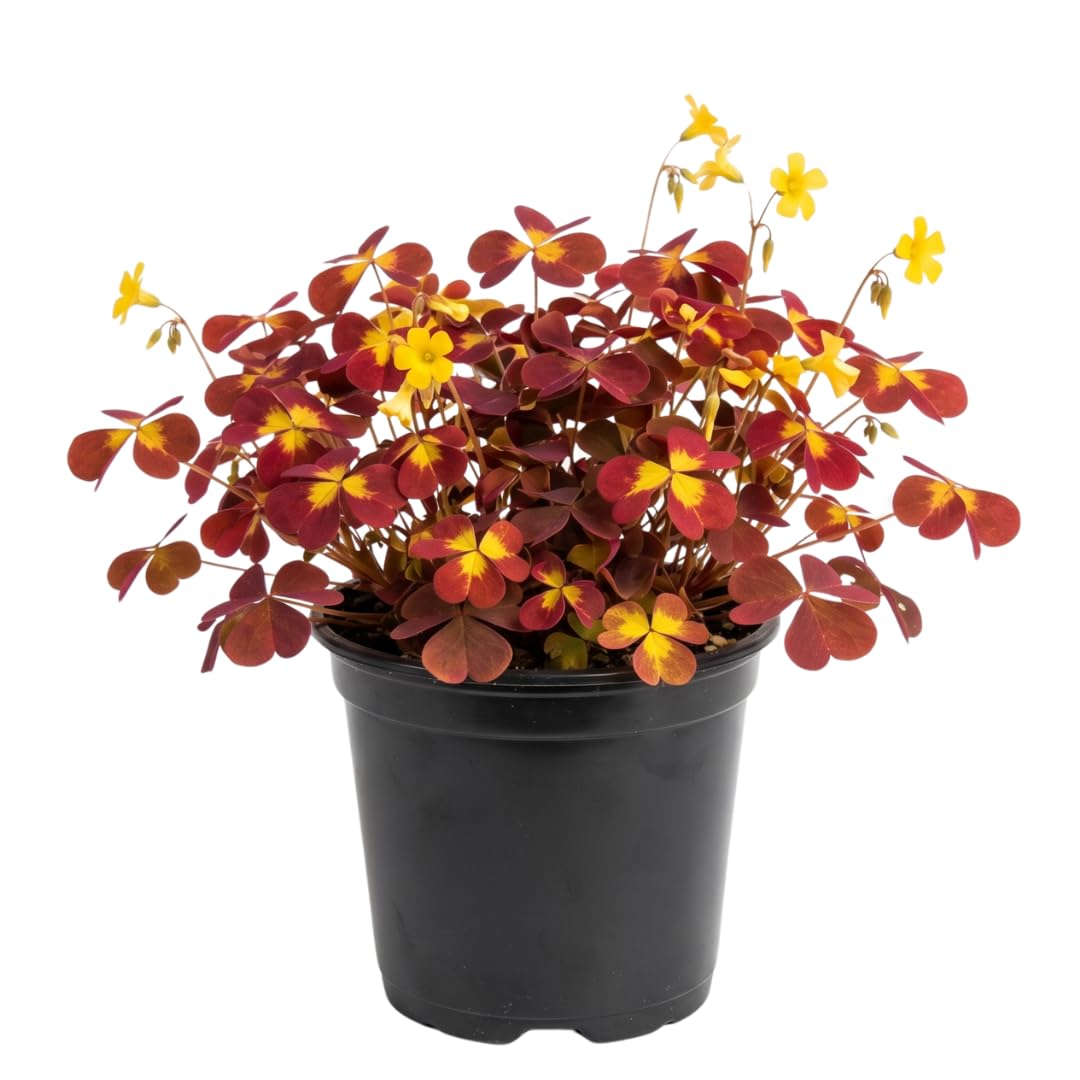 Burgundy Yellow Oxalis Plant, Yellow Shamrock Plants, 4-8 Inch Tall for Indoor or Outdoor Growing