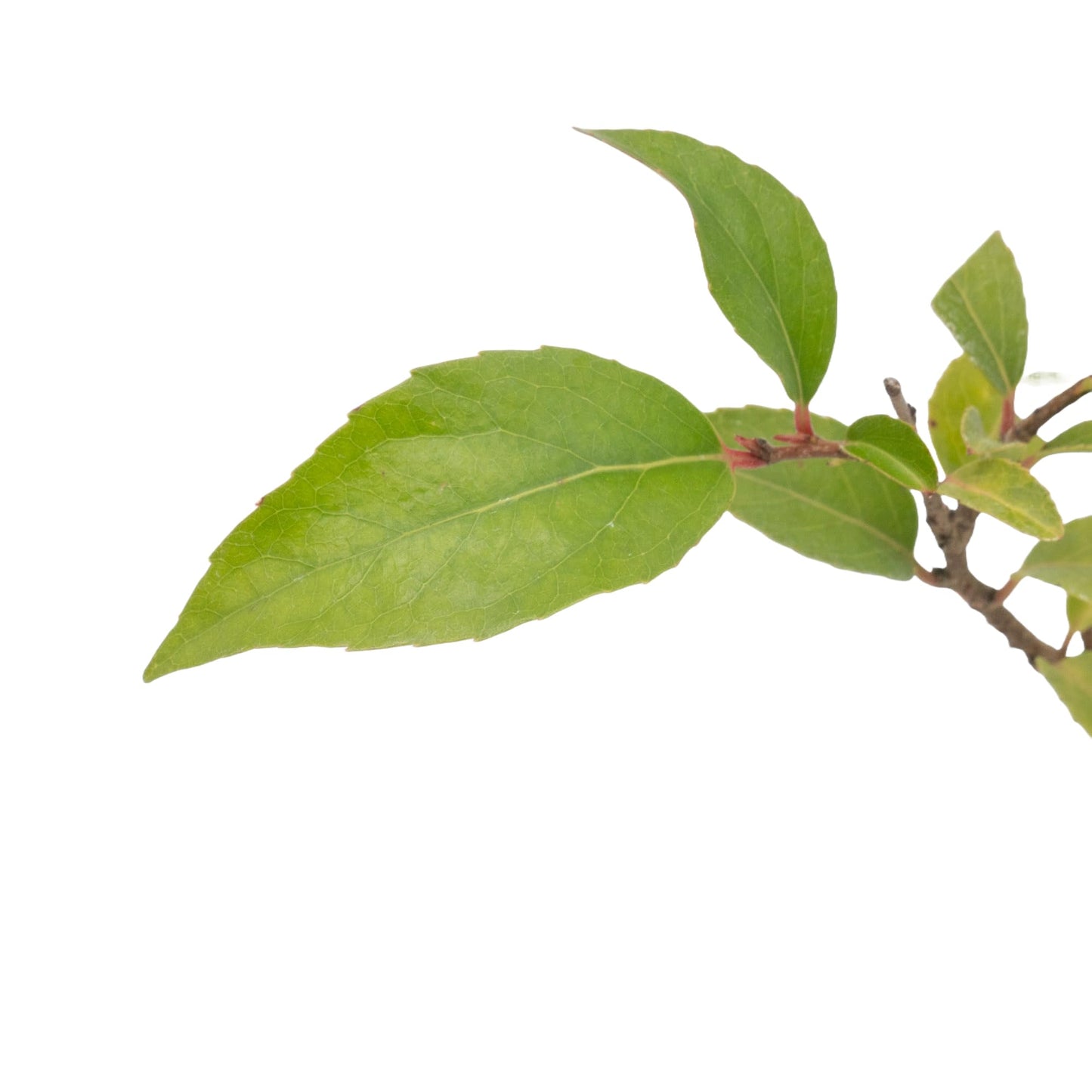 4 Xylosma Congestum, Live Plants – Shiny Xylosma in 2.5” Nursery Cubes – Fast-Growing, Low-Maintenance Evergreen Shrub for Hedges & Landscaping
