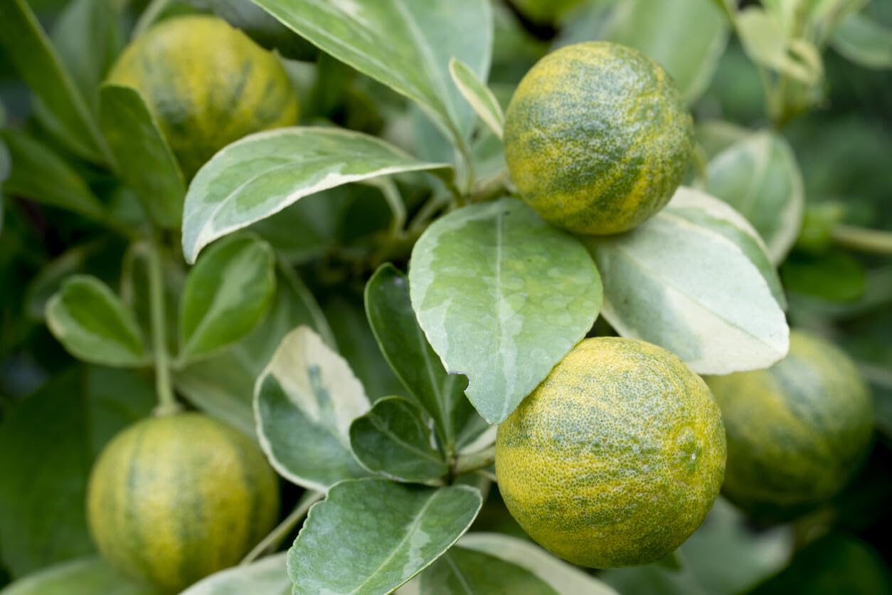 Live Plant - Centennial Variegated Kumquat Tree - Semi-Dwarf - 18-36" Tall Live Citrus Plant