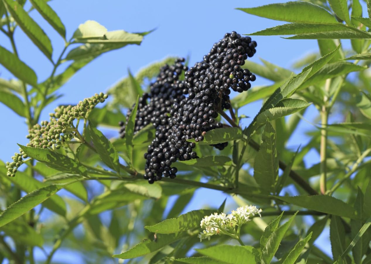 Black Elderberry Bushes Live Plant, Edible Black Elderberries Shrubs for Gardening in Quart Pot, 6-10 Inches