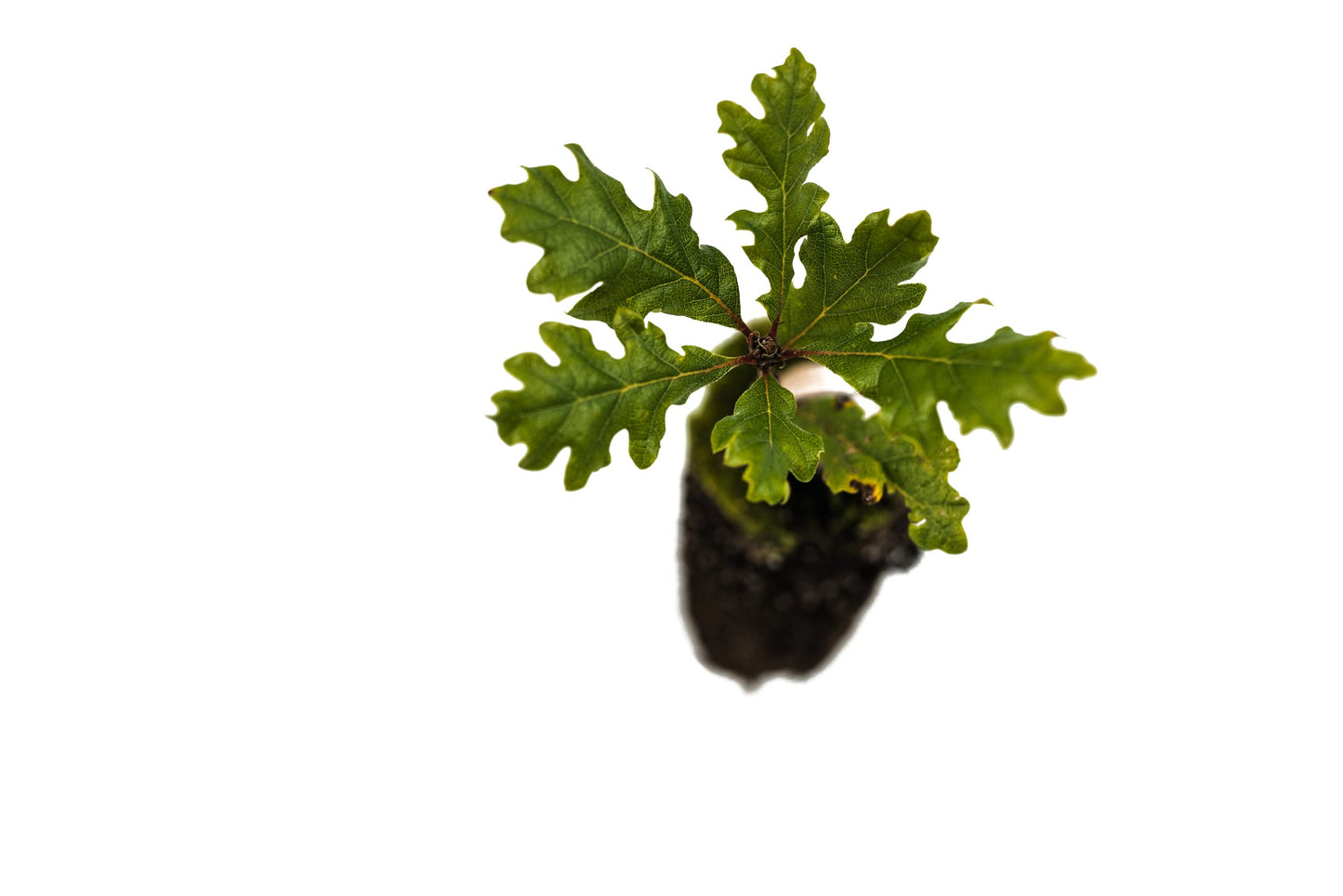 Oregon White Oak | Medium Tree Seedling | The Jonsteen Company
