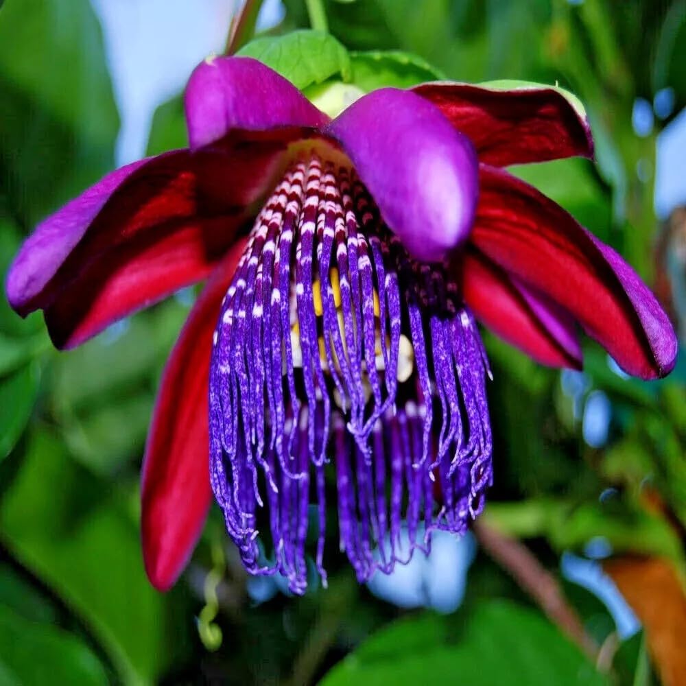 Zaylee Garden 1 Live Giant Granadilla Passion Fruit Vine | 5-8 inch Yellow Passiflora Starter Plant