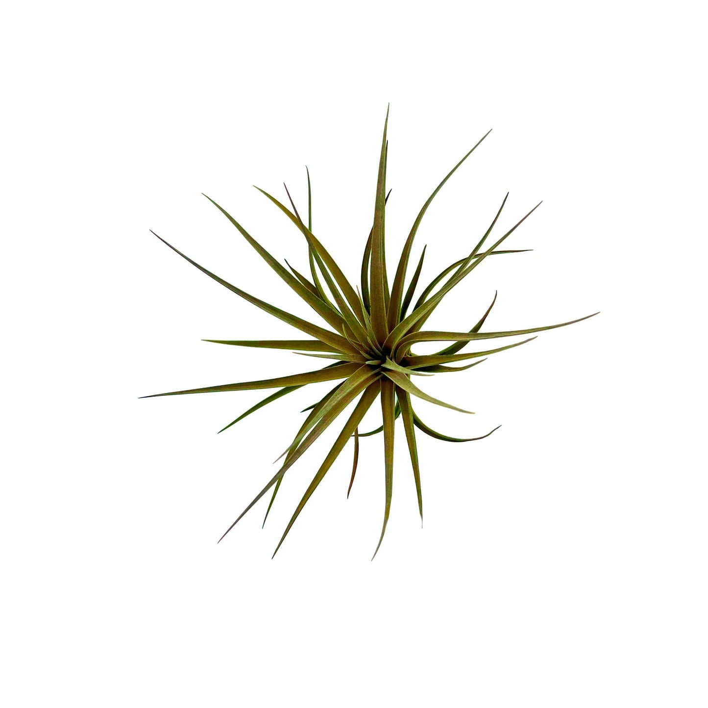 Air Plants - Flowering Tillandsia Stricta Large 5" - 1ct - Live Arrival Guaranteed - House Plants for Home Decor & Gift