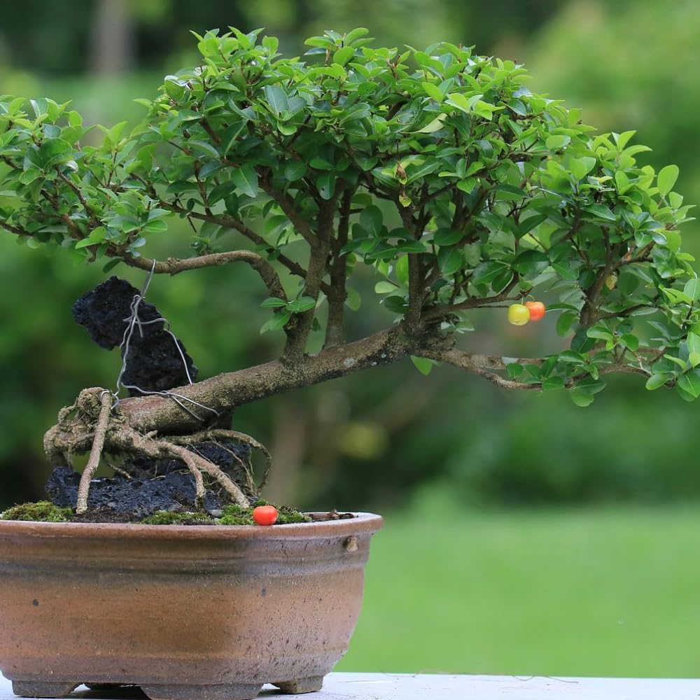 2 Dwarf Barbados Cherry Trees Live Plants 5-9 Inch Tall, Acerola Barbados Cherry Plant Live for Planting Ornamental Garden, No Pot