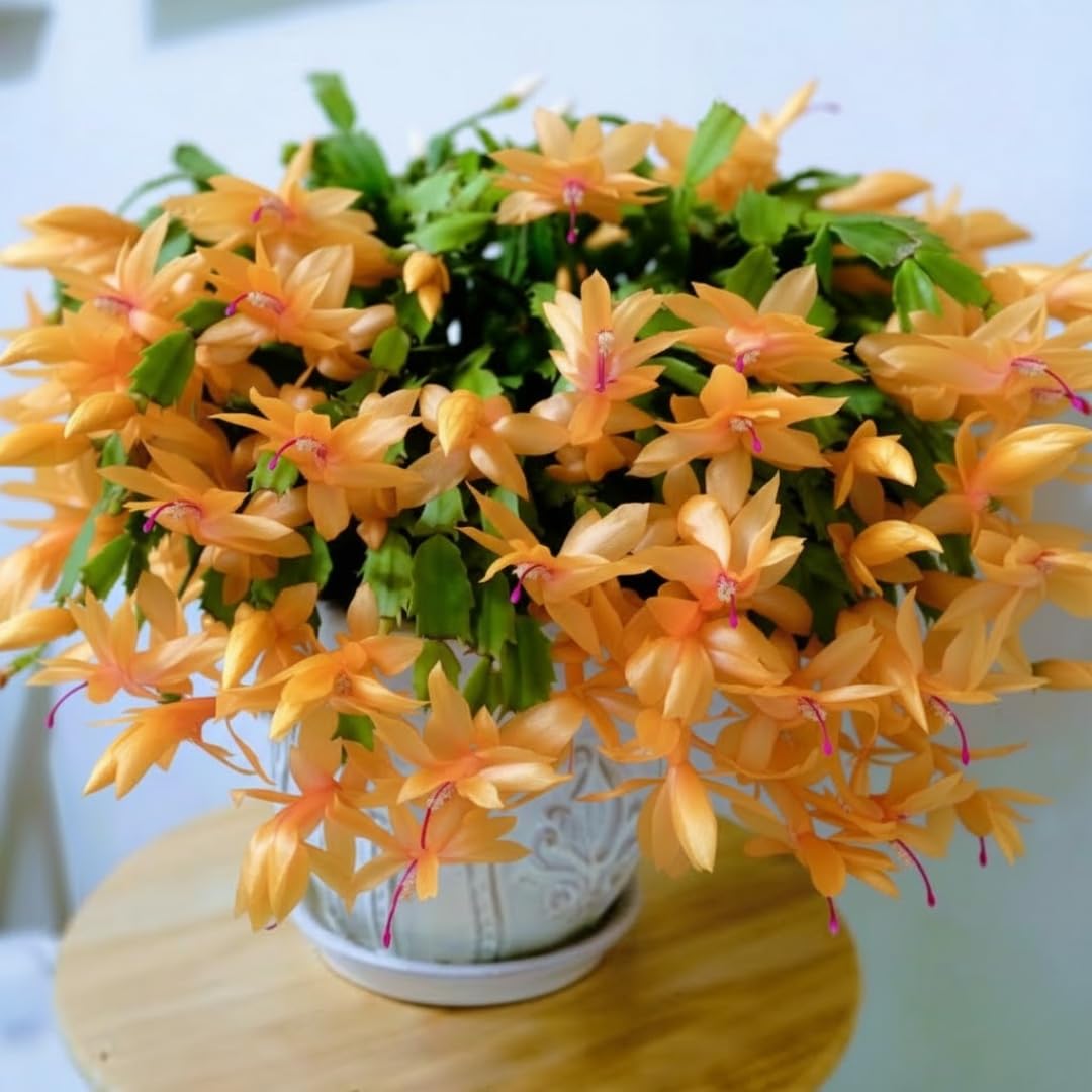 Christmas Cactus Plants Live, Thanksgiving Cactus Easter Cactus Like, 4-8 Inc Tall, Cold Hardy, Holiday Cactus for Indoor Outdoor Planting, Starter Size (Random Single Bloom)