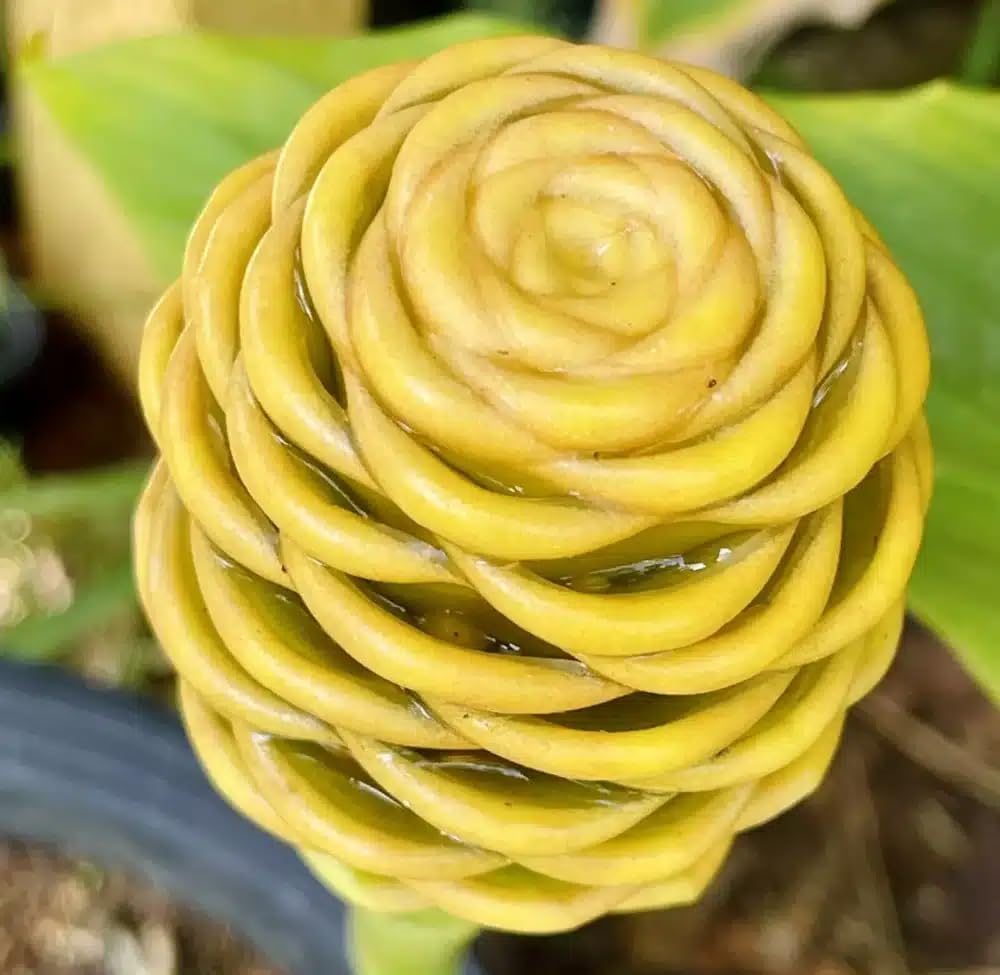 Live Plant - Pinecone Ginger (Zingiber zerumbet) Ornamental Live Plant 10”-20”