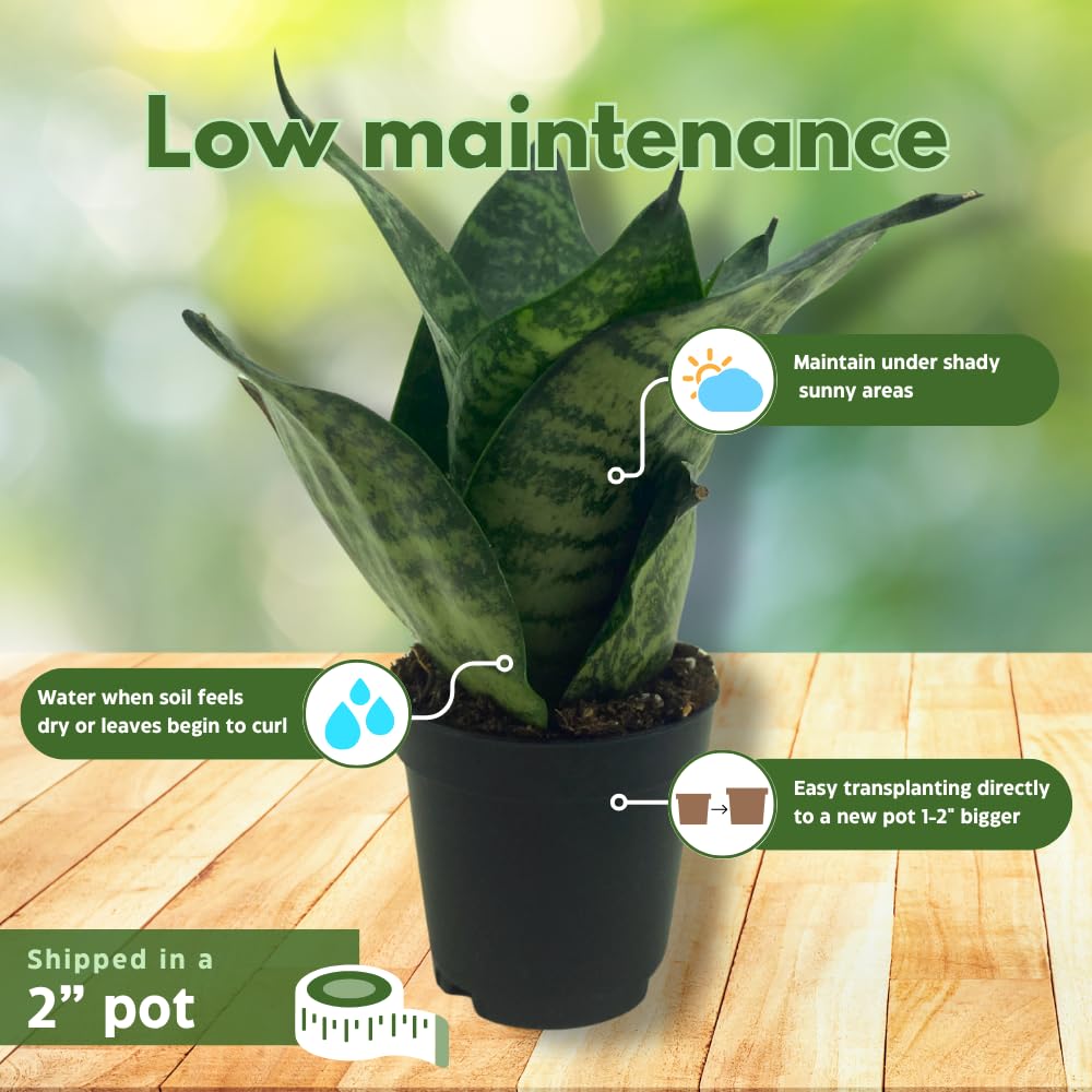 BubbleBlooms Snake Plant Black Robusta in 2 inch Pot, Green Striped Snakeplant, Sansevieria trifasciata