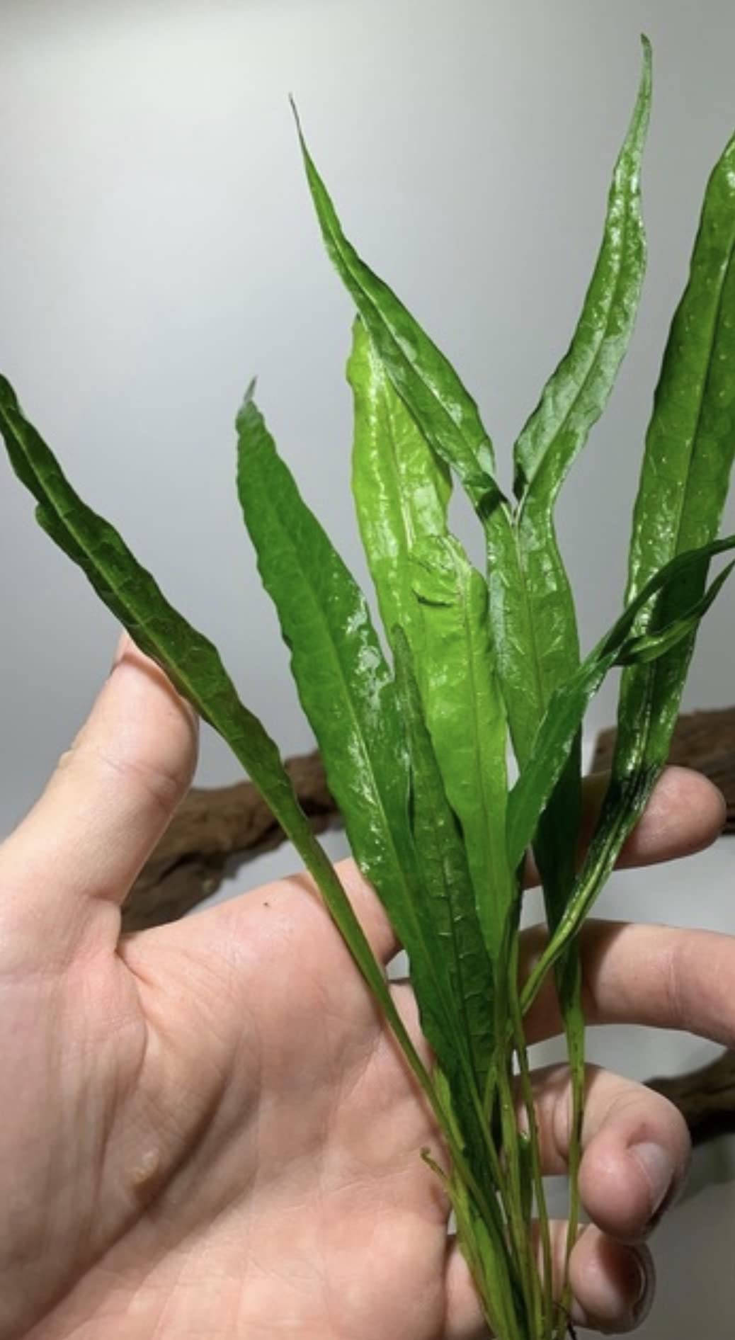 Marcus Fish Tanks - 3X Java Fern Microsorum Pteropus Easy Live Aquarium Plants Aquatic Fish Tank Plants