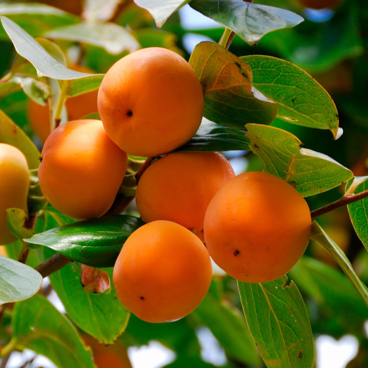 Persimmon Tree Live Plant, 6-12 Inch Tall Plant Well Rooted in Quart Pot, 1 Year Old, Dormant in Winter
