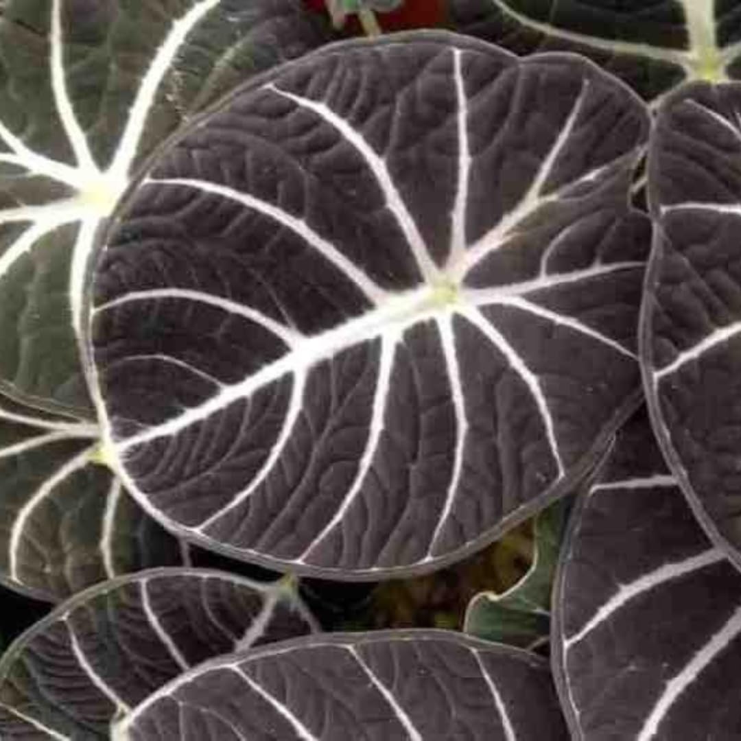 Sets 5 Alocasia Black Velvet Live Plants Indoor, 4-6 Inches Tall - Tropical Plant with Dark Leaves, Low Maintenance