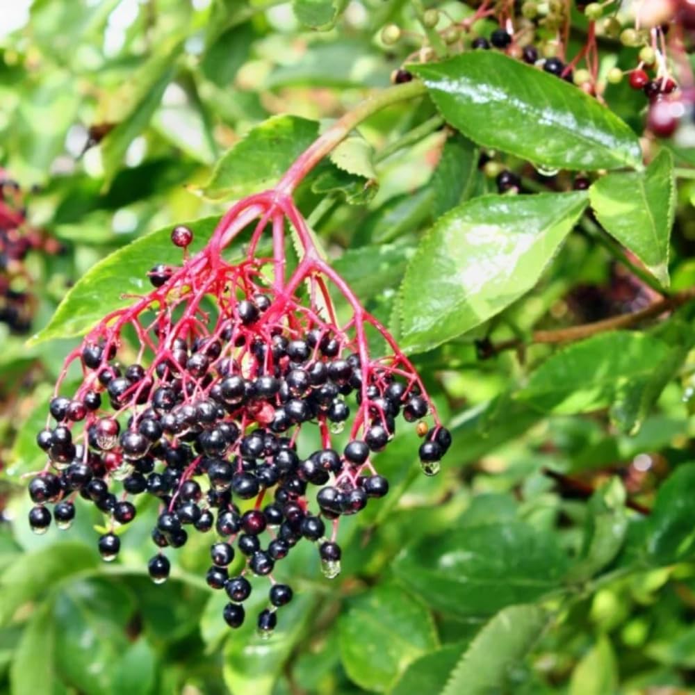 Pack 2 Elderberry Plants Live for Planting, Elderberry Bush Live Plants, 6-12 Inch Tall