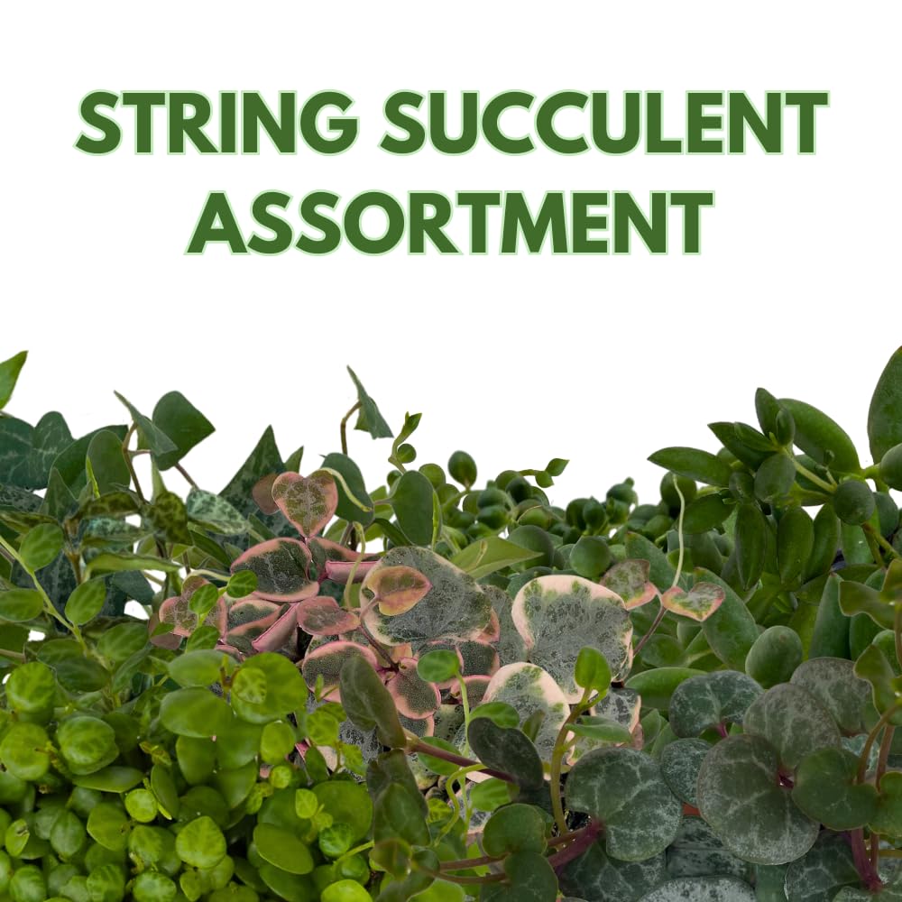 BubbleBlooms Succulent Strings Set of 5 Different String Plants in 2 inch pots Grower's Choice Includes Variegated String of Pearls, Turtles, Hearts, Frogs, Dolphins and More