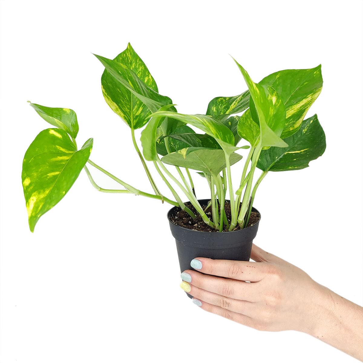 Pothos Golden (4 inch) - Lucky Houseplants - 4/6 inch Unique Live Decorative Houseplants - Easy to Care Indoor Plants, Perfect for Office, Home & Feng Shui Decor