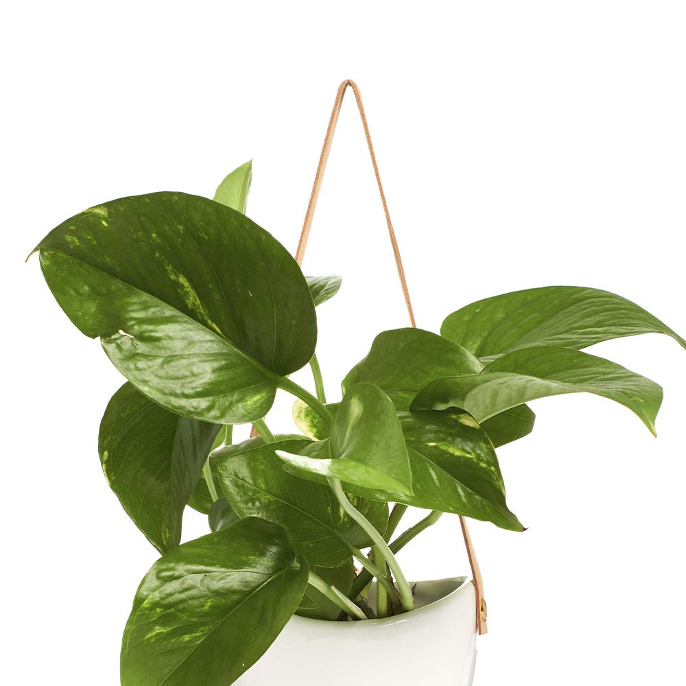 Shop Succulents | Hanging Ceramic Planter with Leather Strap with Live Pothos Houseplant Included