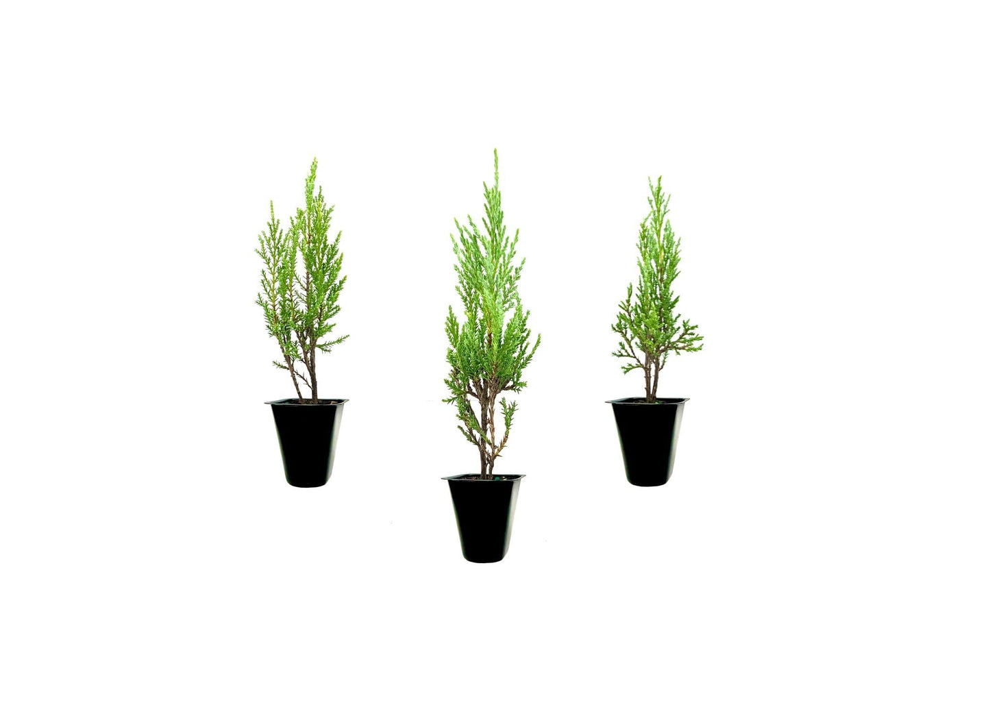 Medora Juniper | 10 Live Plants | Perfect for Year-Round Landscaping, Privacy Screening, and Low Water Environments, Drought-Tolerant