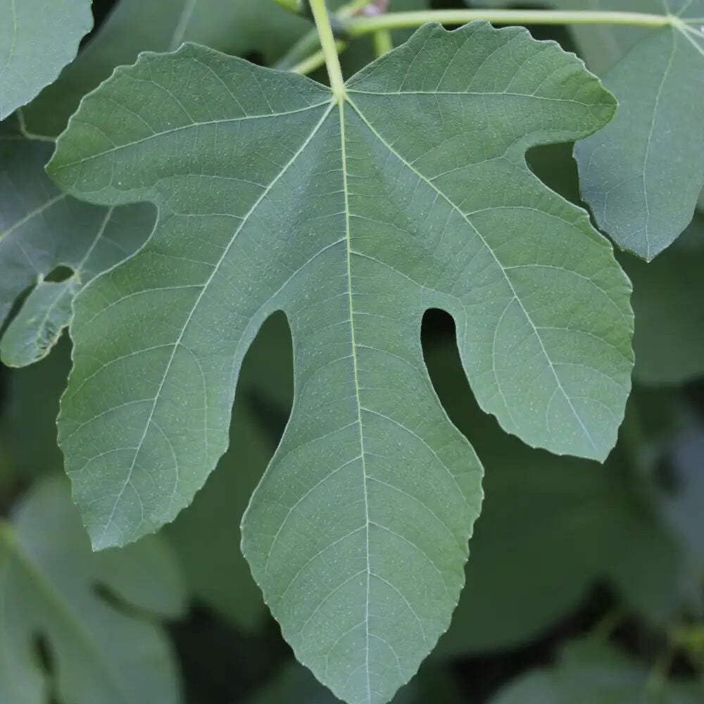 Fignominal Dwarf Fig, Ficus, 3 Gallon, Compact Fruit Tree, Full Sun