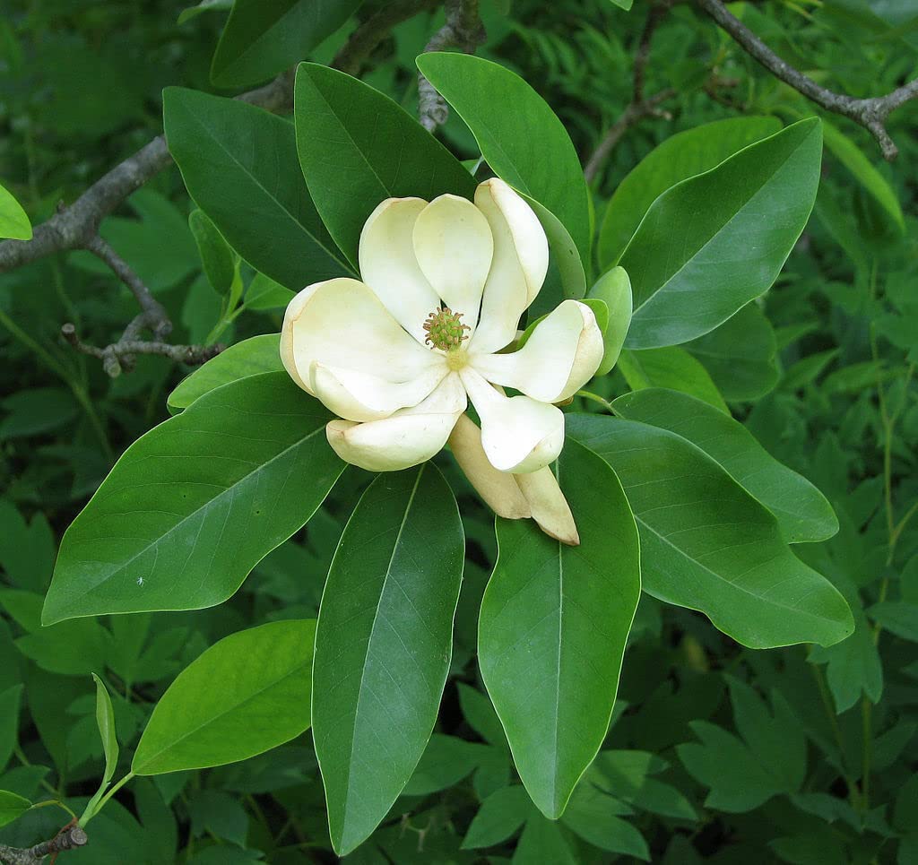Sweetbay Magnolia Tree 10-18" Tall in a Quart Pot - Live Plant Magnolia