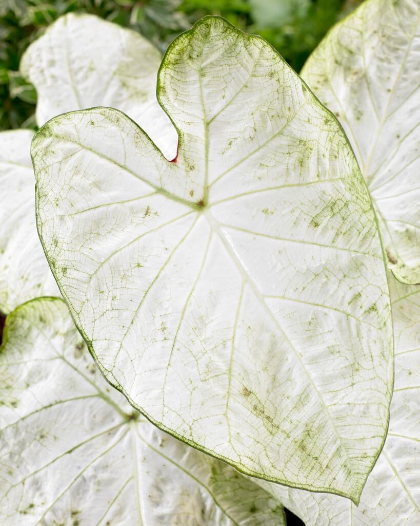 Garden White Fancy Caladium Bulbs for Planting - Exotic White Elephant Ears Bulbs (5 Bulbs)