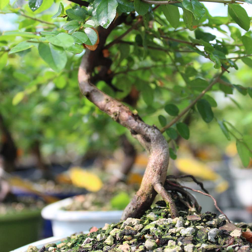 Brussel's Bonsai Live Chinese Sweet Plum Bonsai Tree - 5 Years, 6 to 10 in - Indoor Bonsai in Ceramic Bonsai Pot