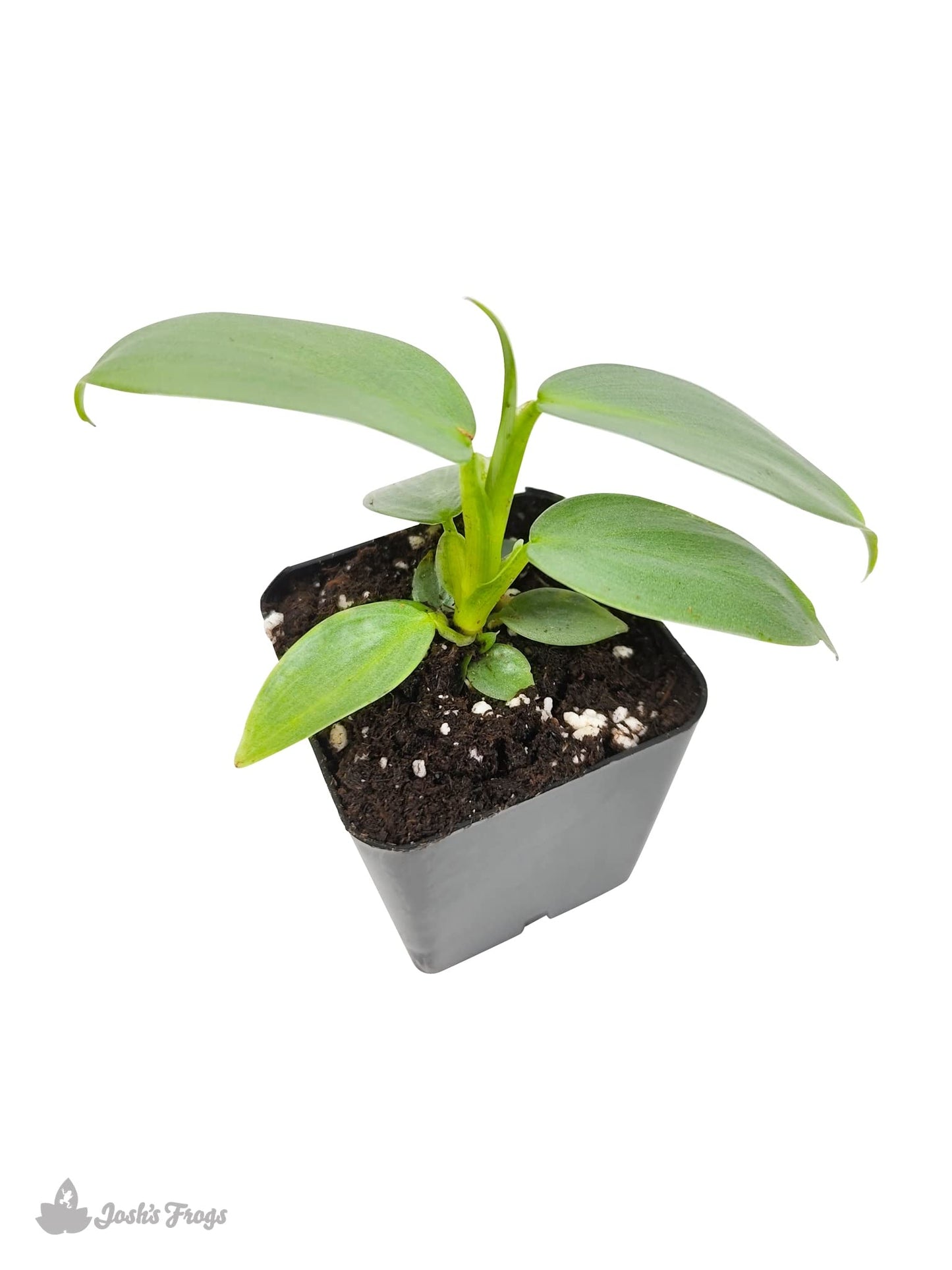 Josh's Frogs Philodendrons (Silver Sword)
