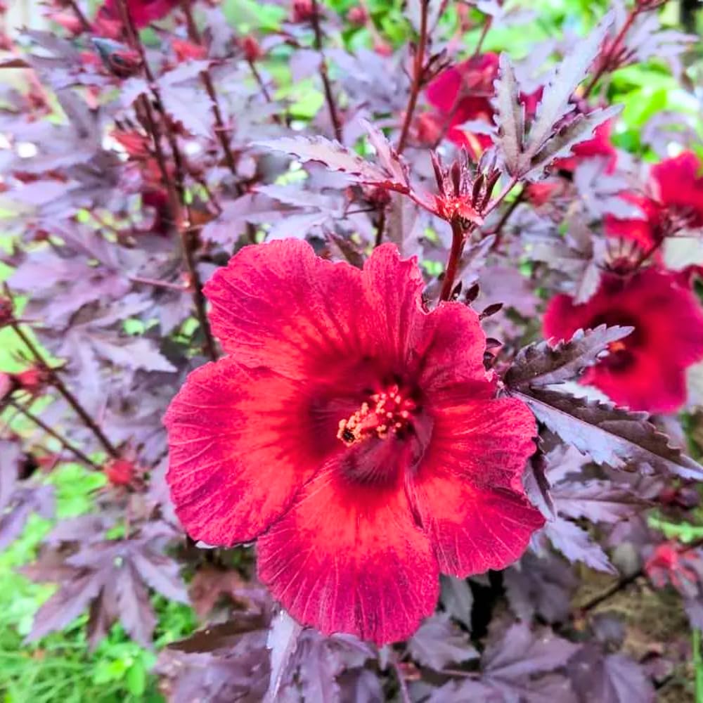 Pack 2 Cranberry Hibiscus Plants Live, 4-8 Inches Tall, Edible Ornamental Plant, Red Hibiscus Flowers
