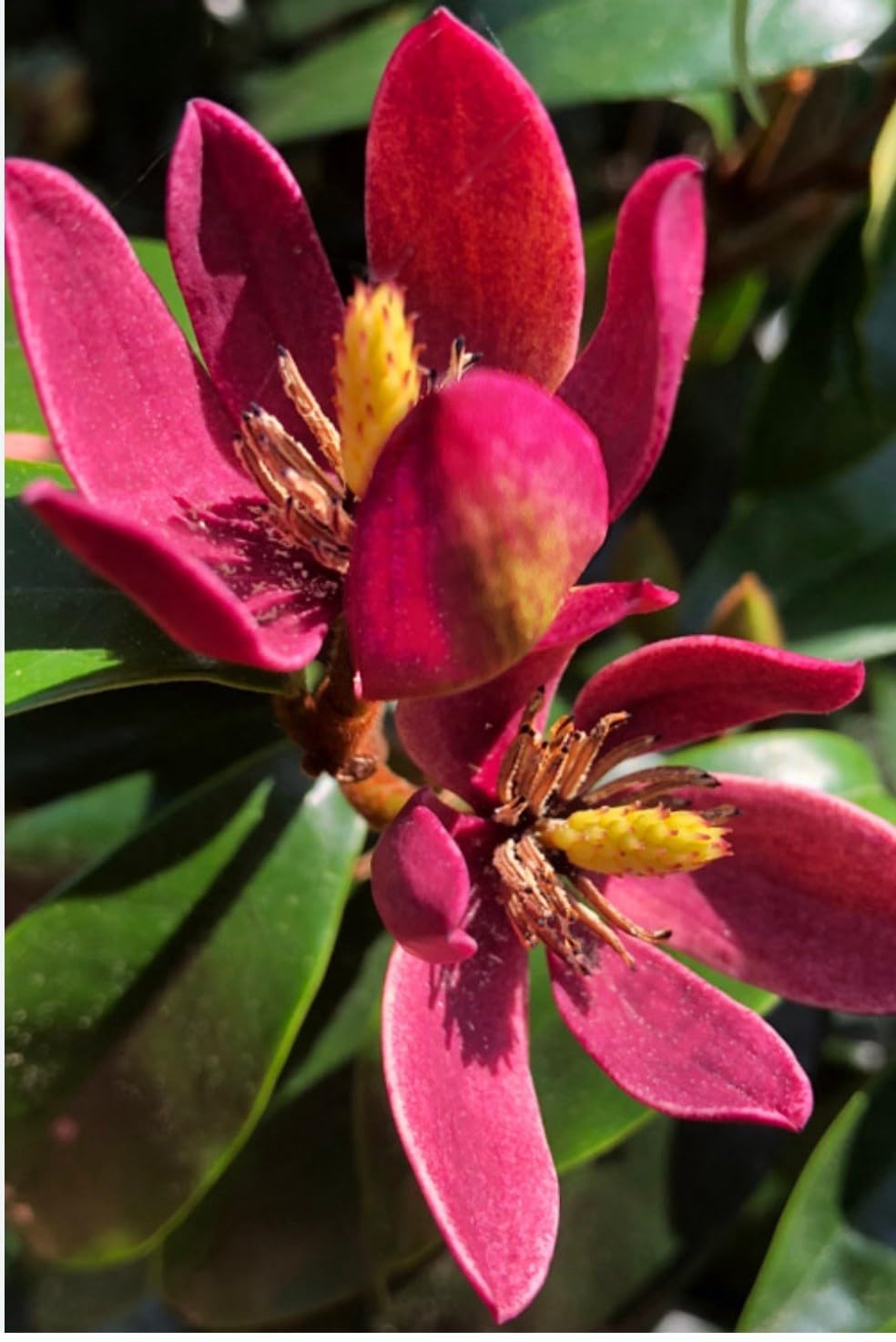 Live Plant - Stellar RubyMagnolia Hybrid TreeSMALL Starter Plant-Ruby Banana Scented Blooms