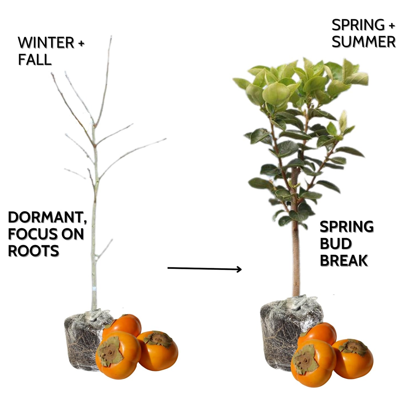 Very Hardy Persimmon Tree Live Plant, Cold Hardy and Sweet American Persimmon, 1 Year Old 6-12" Plant