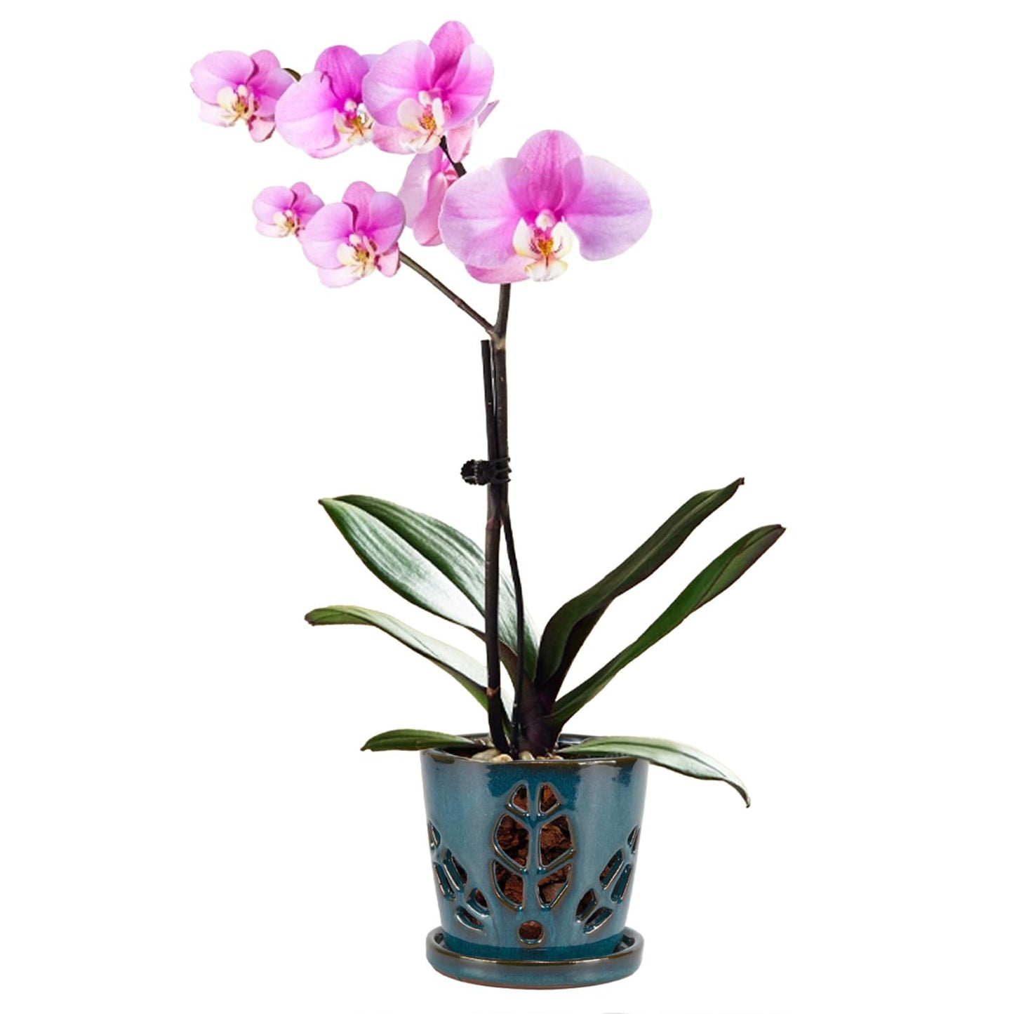 W&W Orchid Pot with Holes and Saucer for Repotting, Teal, 5.5 Inch