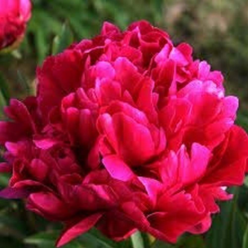 Karl Rosenfield Bareroot Peony, 2-3 Eye, Great for Fall Planting!