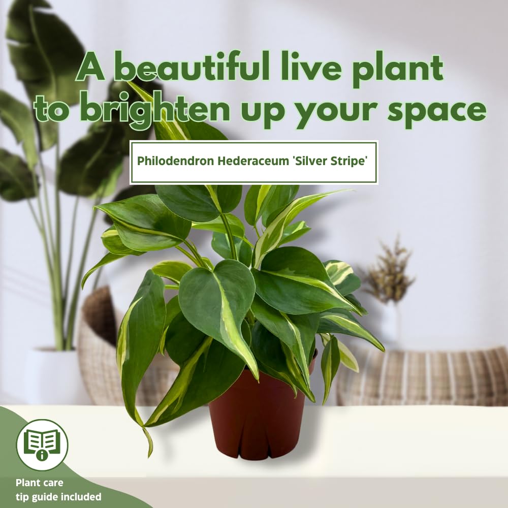 BubbleBlooms Philo Silver Stripe, 4 inch Variegated Philodendron Hederaceum Cordatum Heartleaf