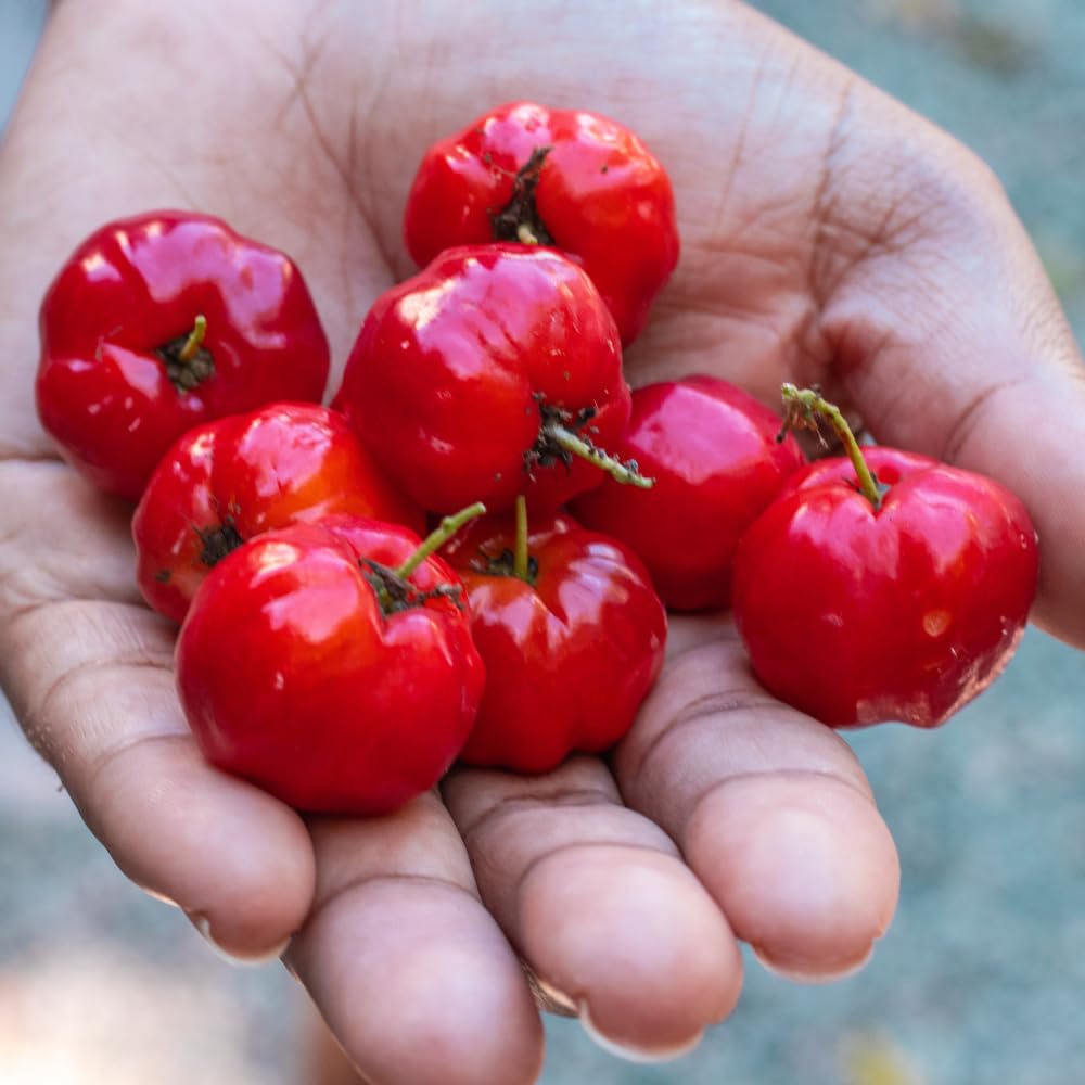 Cherry Plant Live 4-8 Inch, Edible, Sweet, High Yielding Fruit Tree, Container and Garden Planting, No Pot (Barbados Cherry)