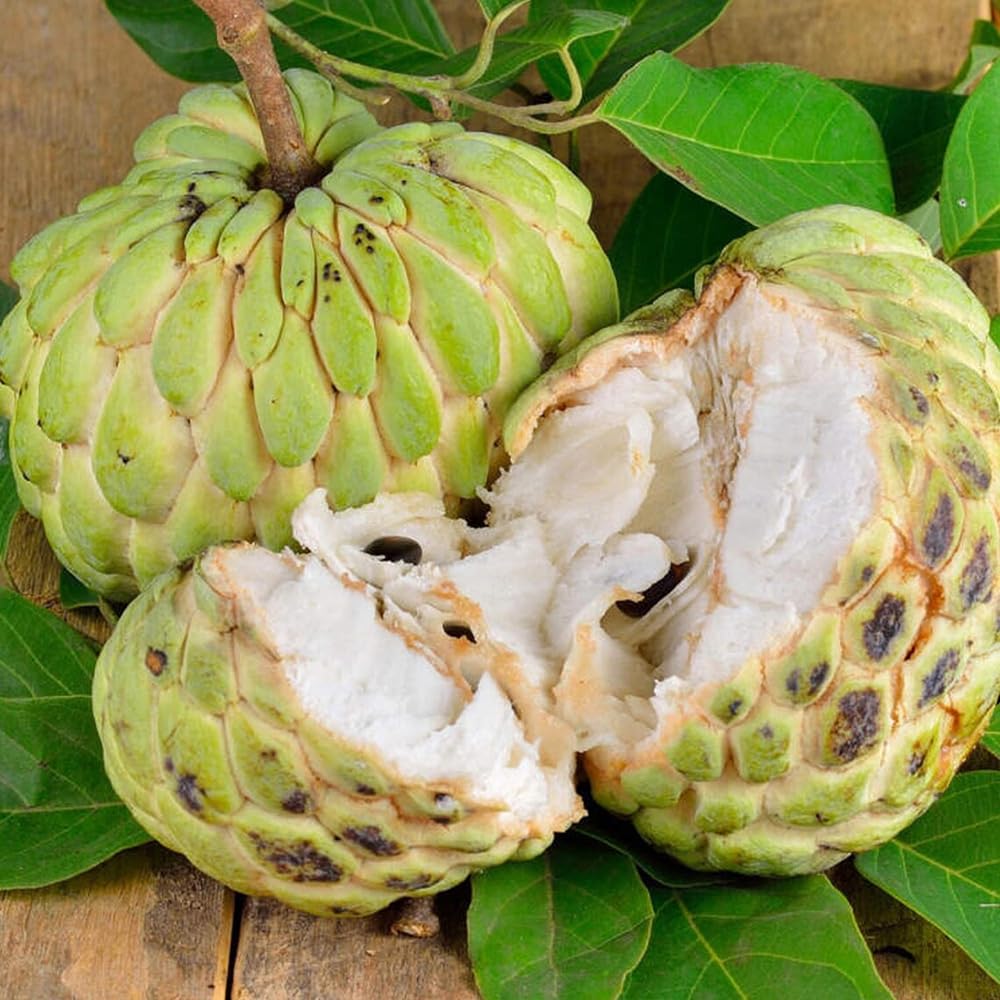 10+ Sugar Apple Seeds Soursop Custard Guanabana Graviola Seeds Annona Muricata Fruit Tree Planting