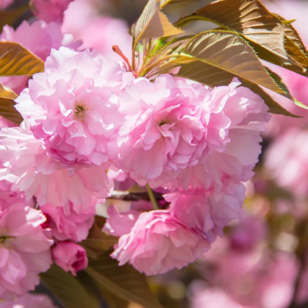 Cherry Blossom Tree, Live Ornamental Tree 6-12" Tall in Pot, Beautiful Spring Blooms for Outdoor Planting (Double Pink Cherry Blossom)