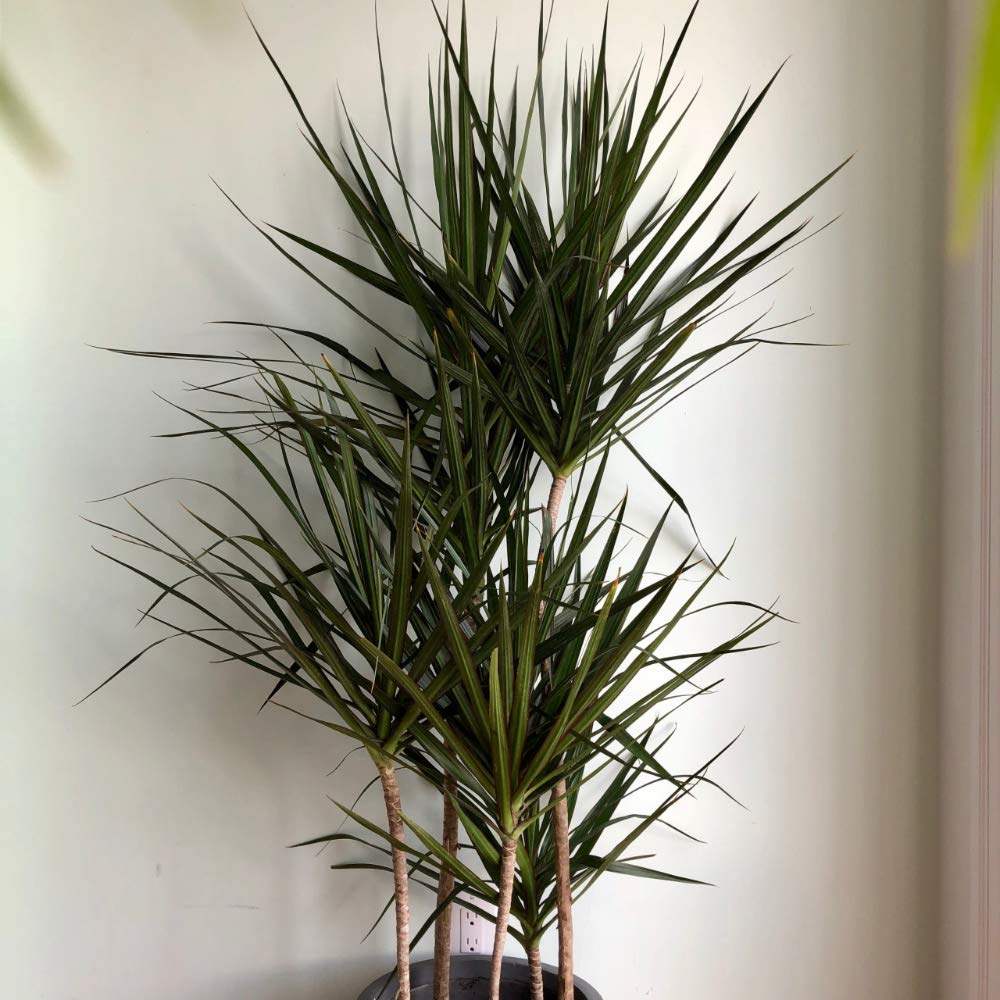 Dracaena Marginata Cane - Live Plant in a 10 Inch Pot - Dracaena Marginata - Easy Care Low Maintenance Indoor Air Cleaning Plant