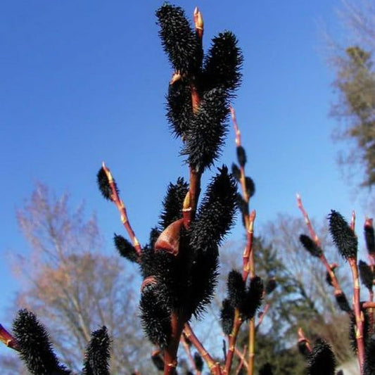 4 Black Pussy Willow Tree Cuttings to Grow - One of The Most Rare Catskin Willow Trees (4 Cuttings)