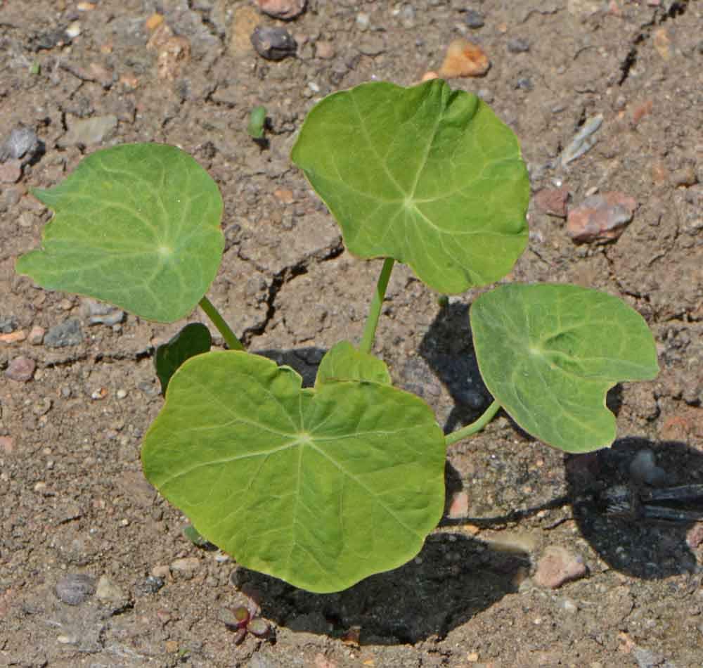 Climbing Single Mix Nasturtium Seeds - Great on Fences