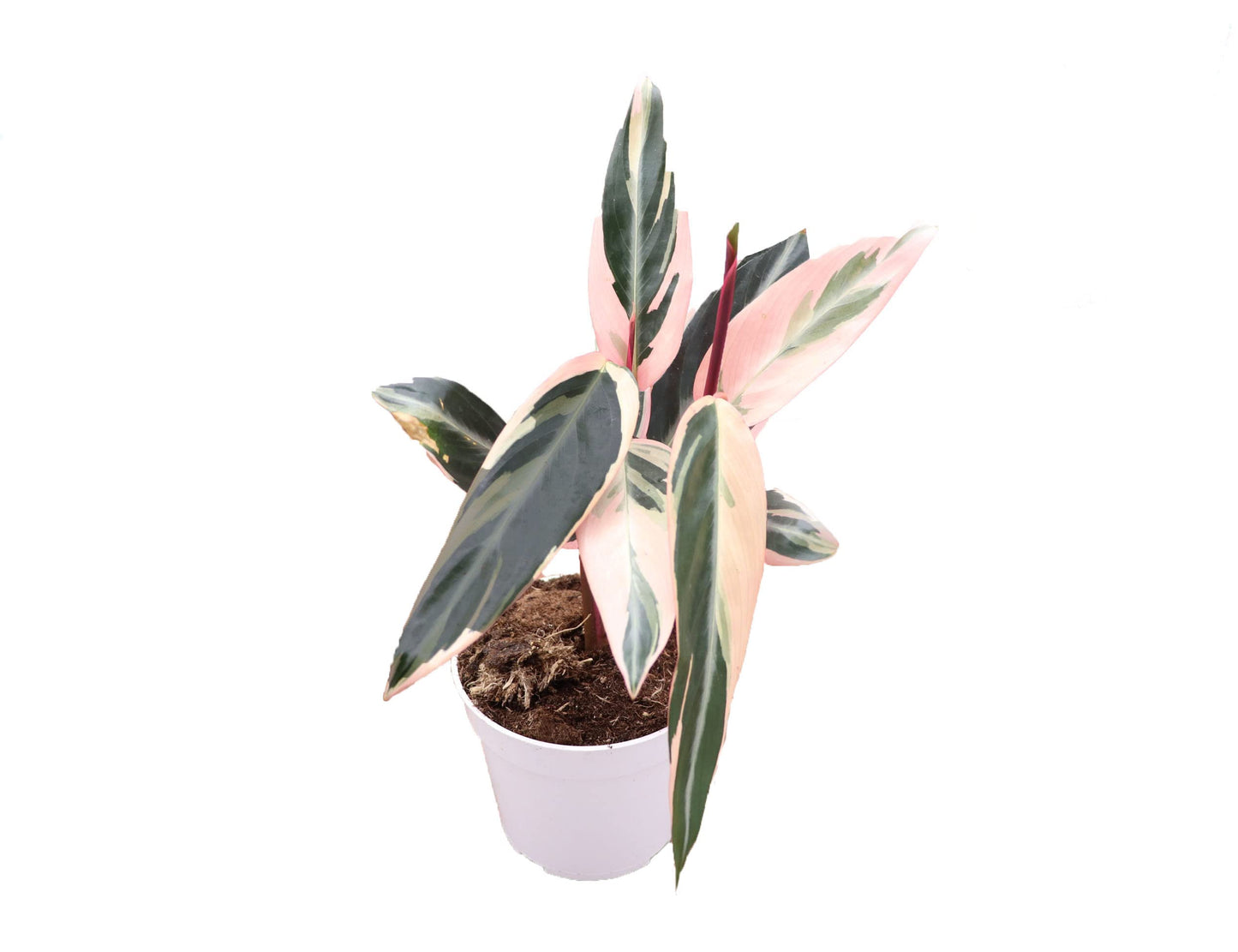 Calathea Indoor Plant, Live Houseplant 4 inch Grower's Pot (Triostar)