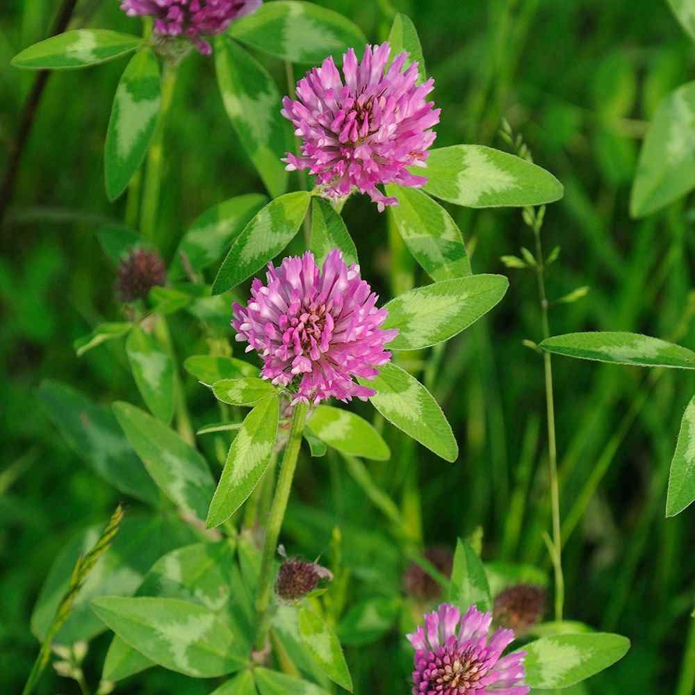 Todd's Seeds Red Clover Seeds, Non-GMO, Chemical Free, High Germination (One Pound)