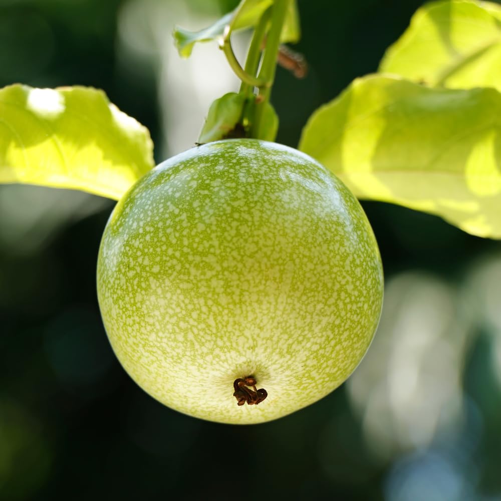 Set 2 Yellow Passion Fruit Plants Live, Passionfruit Live Plant, 4'' Tall