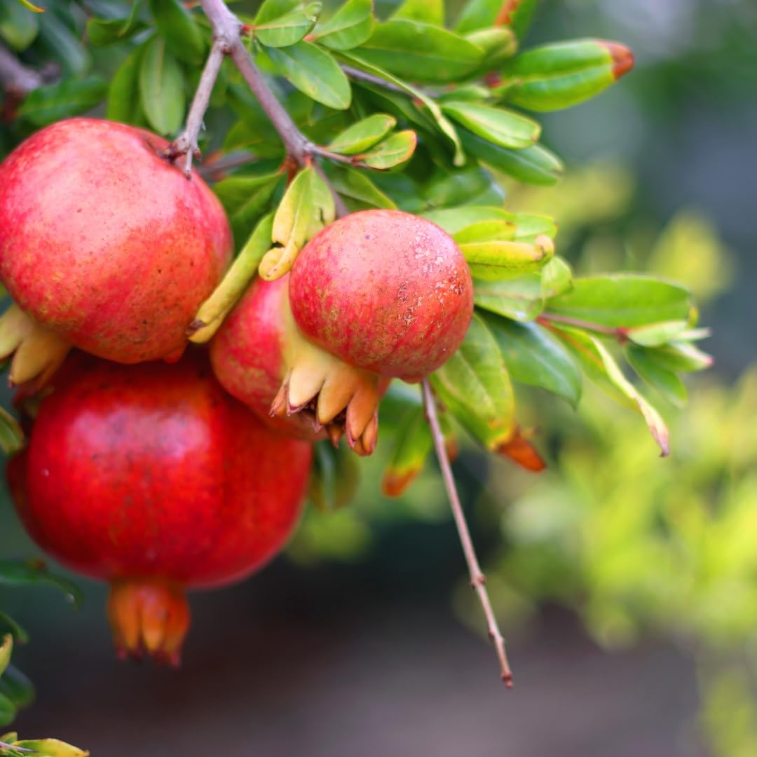 Live Pomegranate Tree Plant, Sweet Edible Pomegranate Fruit, 2-3 Feet Tall, Well-Rooted, Ready for Outdoor Planting