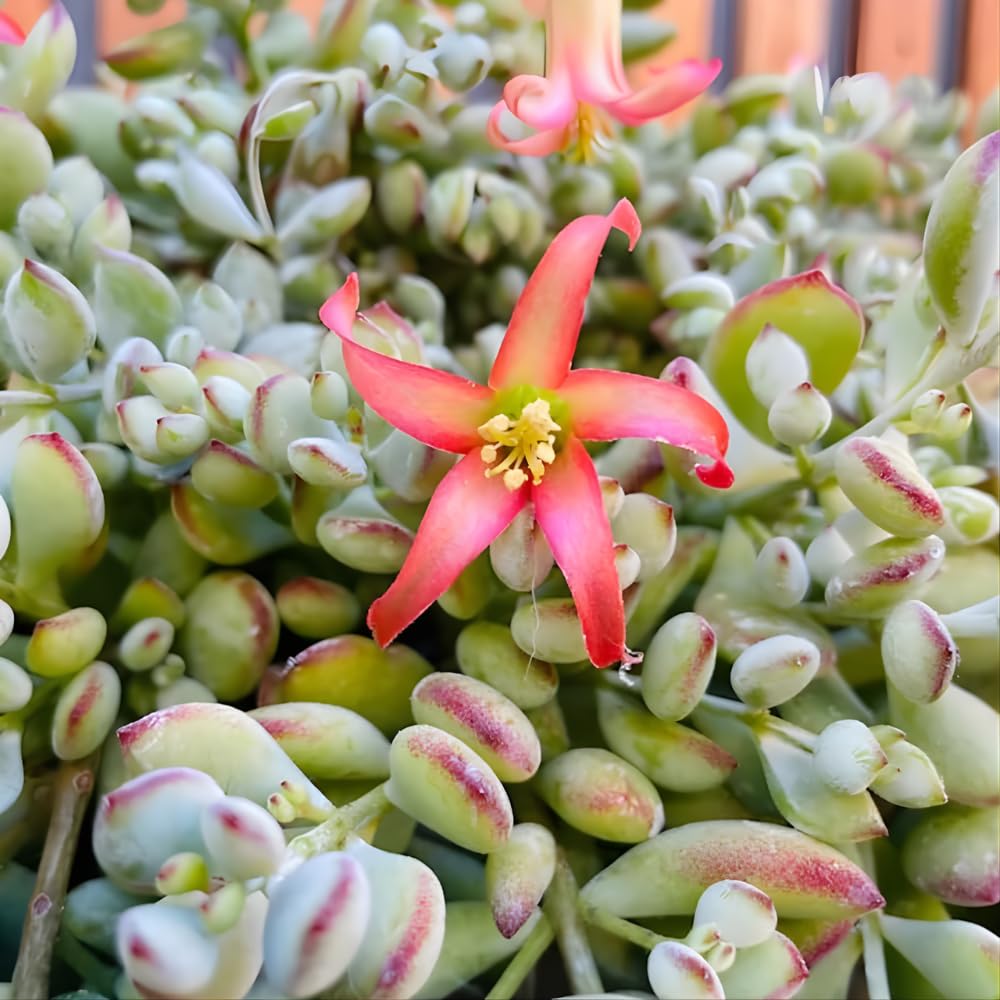 Cotyledon Pendens Succulent Plant Live | 2 Inch Pot Rare Trailing Variety Houseplant for Indoor Growing and Collections