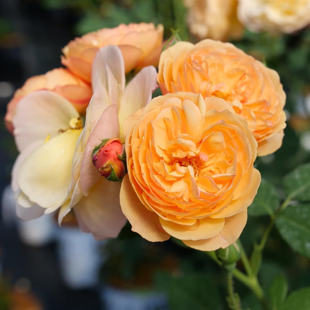 Fragrant Rose Plant Live in Pot, Reblooming Roses Bush for Outdoor Garden (Apricot Rose)