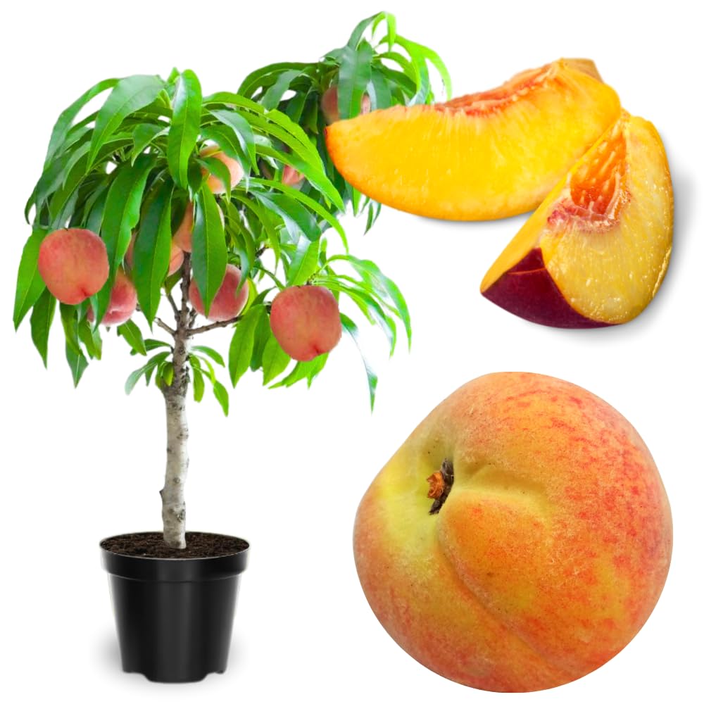 3 Years Old Peach Tree Live Plant Grafted, Large Peaches Tree Plant, 3 to 4 Ft Tall in 3 Gallon Pot, Ready to Bear Fruit