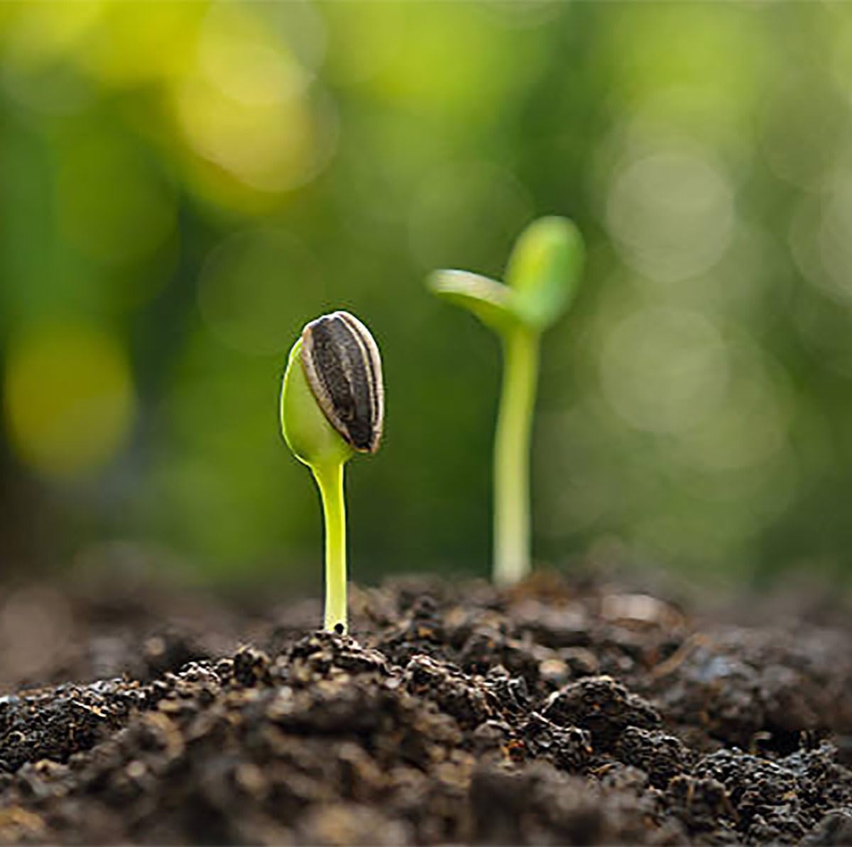 Double Sun Sunflower Seeds - Plants Grow up to 6 Feet